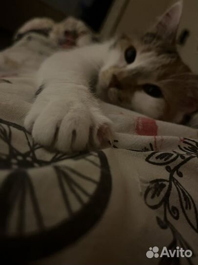 Кошки в добрые руки