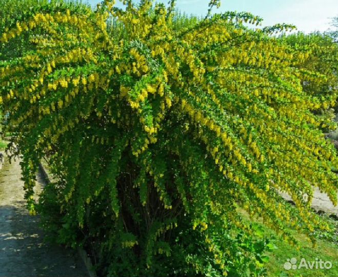 Барбарис плодовый / Изгородь / саженцы