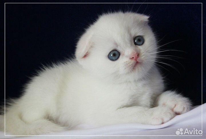 Элитный вислоухий котенок