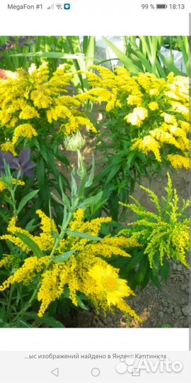 Растения для сада