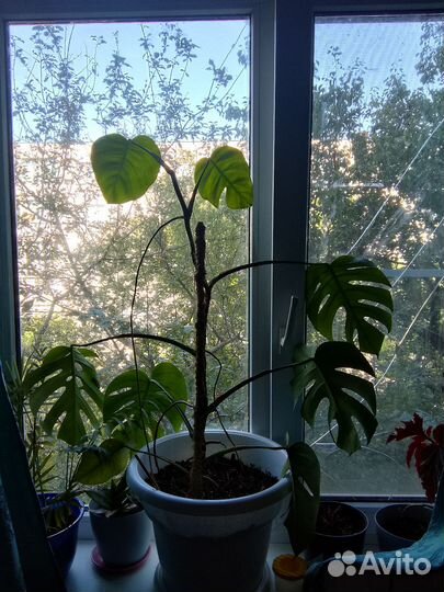 Монстера черенок