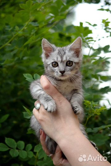 Котенок в добрые руки