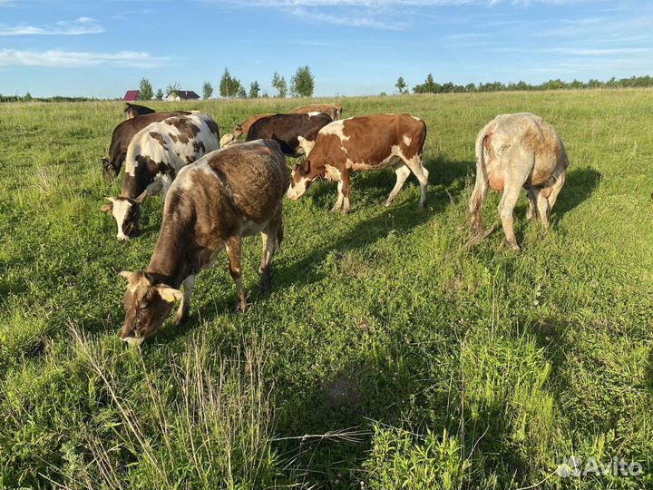 Стадо Дойных коров