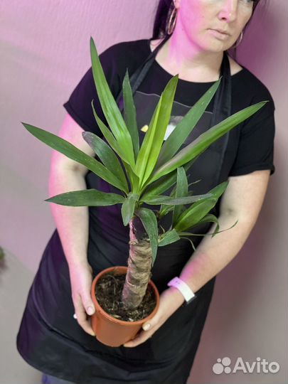 Пальма юкка d17