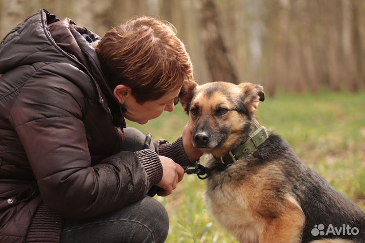 Собака в дар