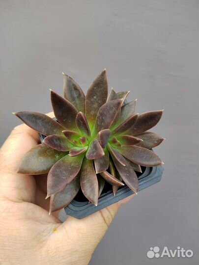 Эчеверия Серрана