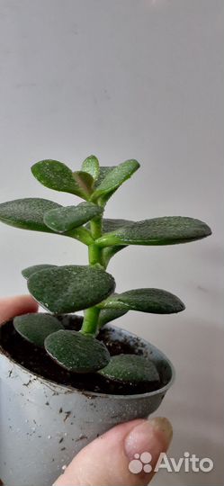 Суккуленты