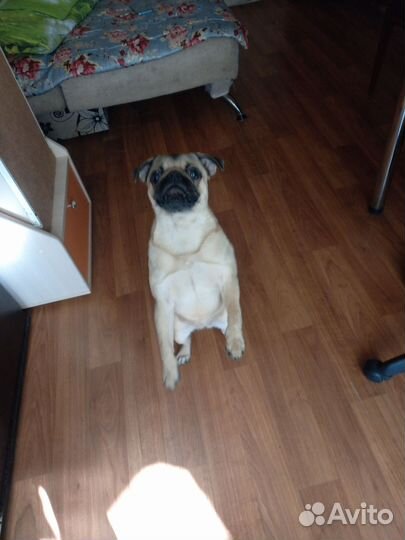 Вязка мопс девочка