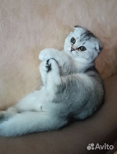 Девочка-вислоушка