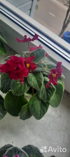 Сортовые фиалки