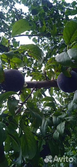 Слива Анжелина