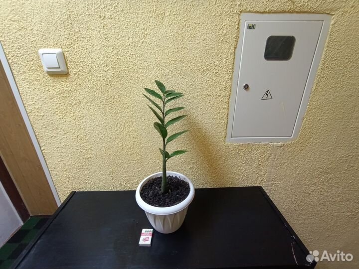 Замиокулькас