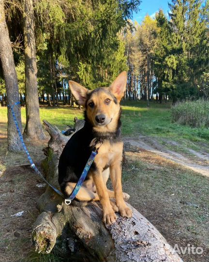 Собака в добрые руки