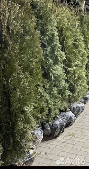 Туя Колумна