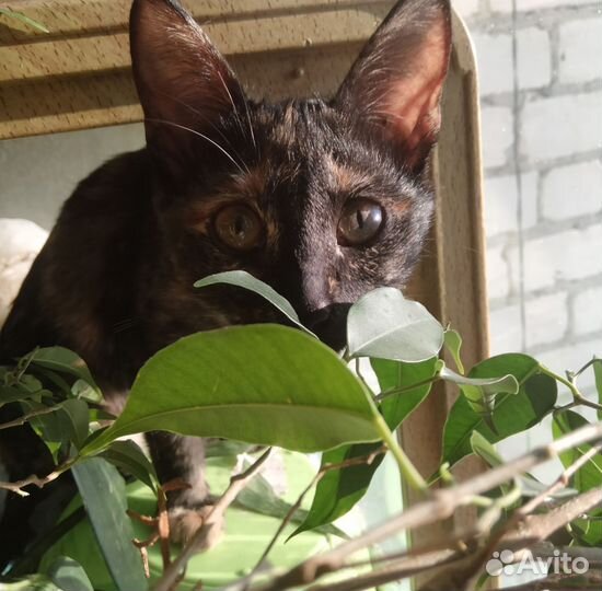 Котенок: добрая и веселая девочка