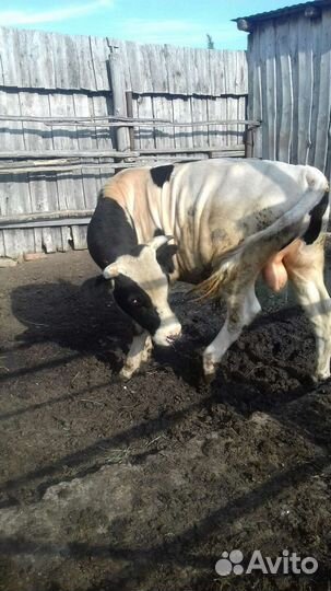 Бык 1,5 года,упитанный