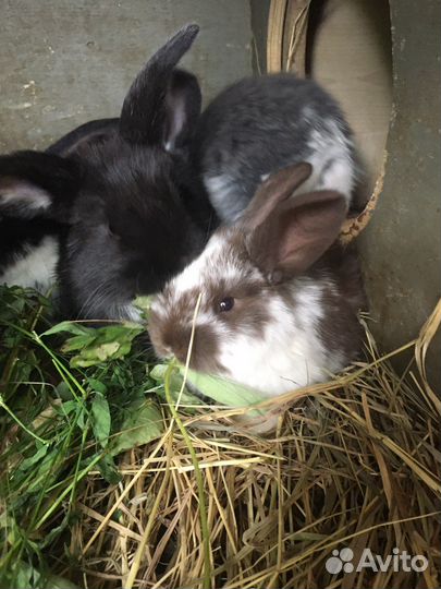 Французский баран