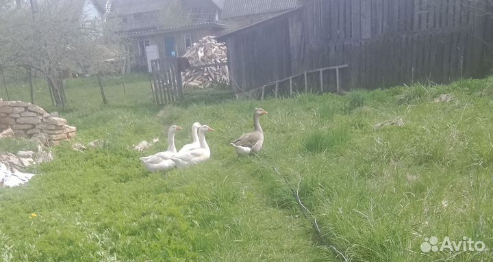 Утка,гусь