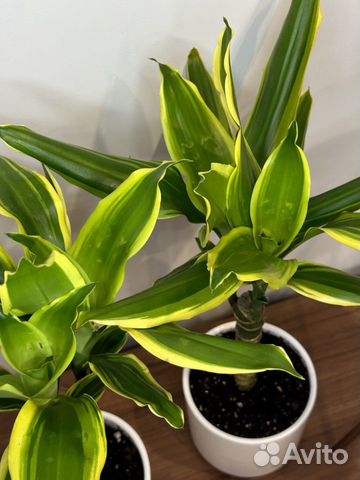 Драцена Фраганс 50см (растение с кашпо)