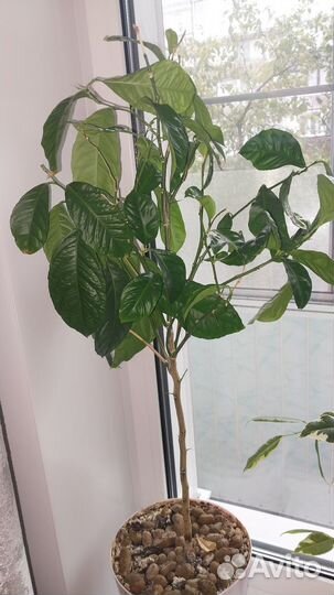 Фикус и лимон