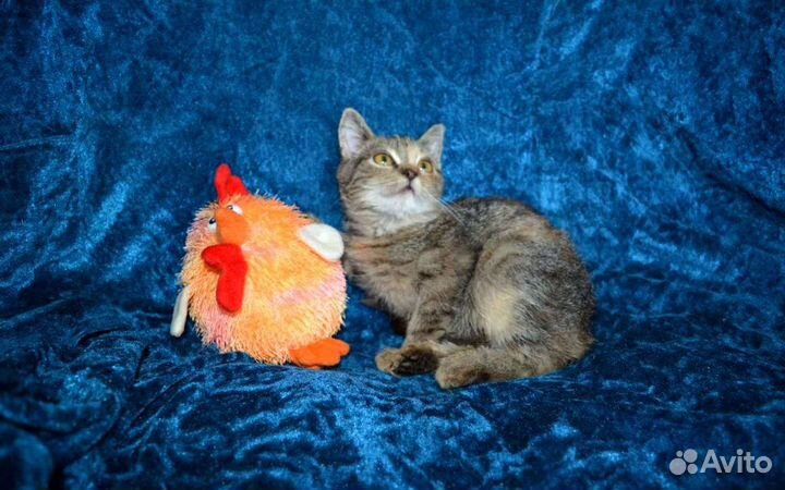 Красотка от британки