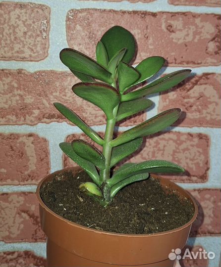 Толстянка(денежное дерево)