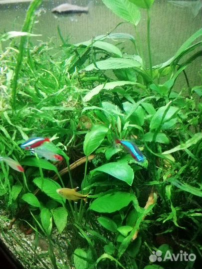 Аквариумные растения и рыбки