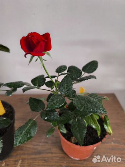 Роза комнатная