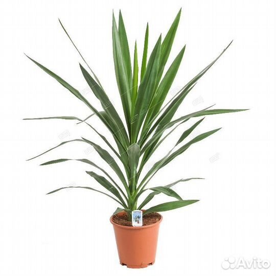 Юкка Yucca 130/24