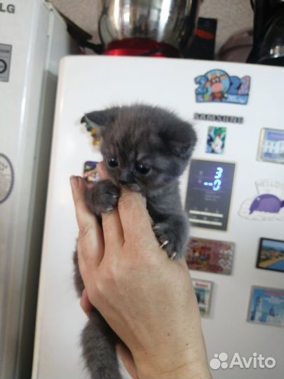 Шотландская вислоухая кошечка