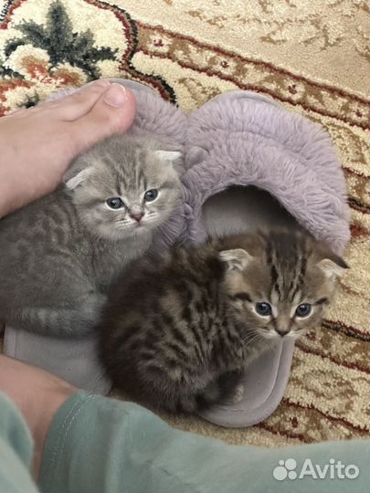 Шотландская вислоухая