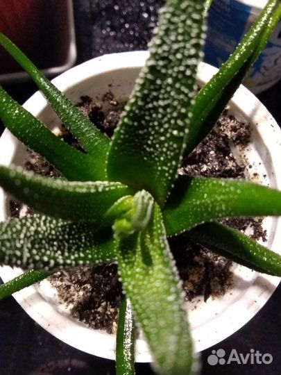 Хавортия полосатая