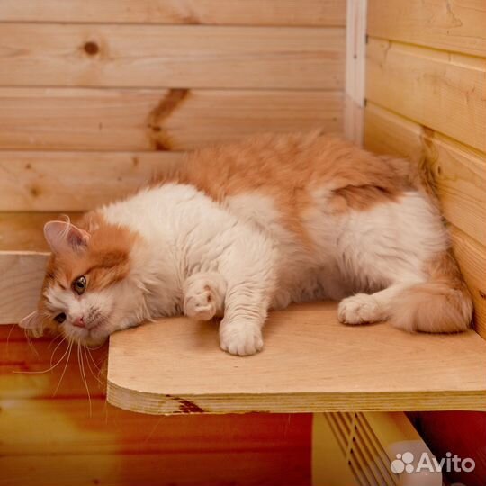 Кот Рыжик в поисках дома