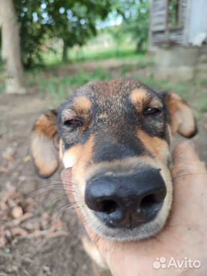 Возьмите собаку