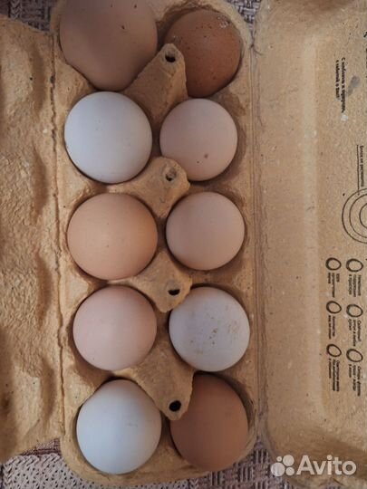 Инкубационное яйцо