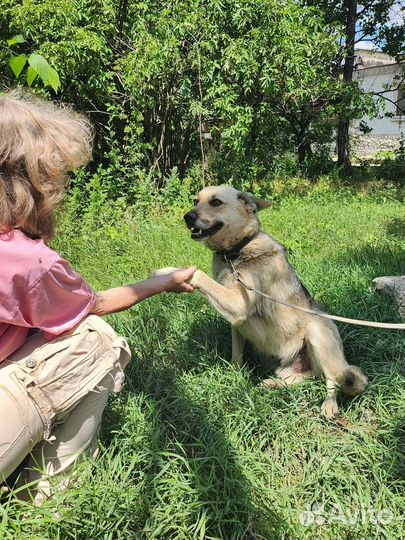 Славный Мухтар