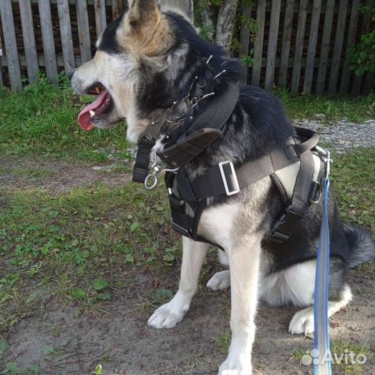 Шлейка для защиты