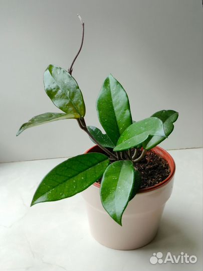 Хойя карноза