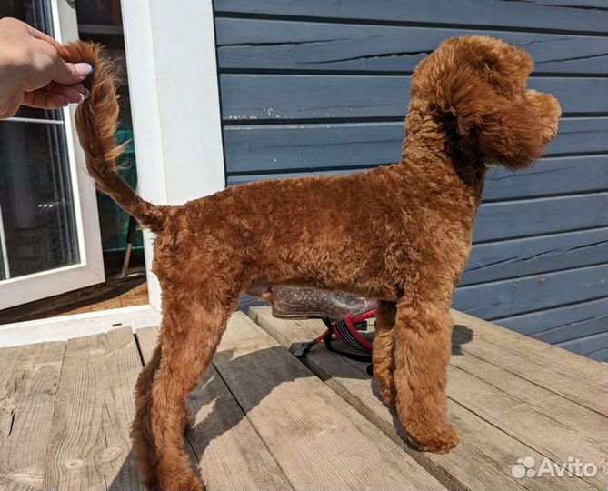 Груминг собак