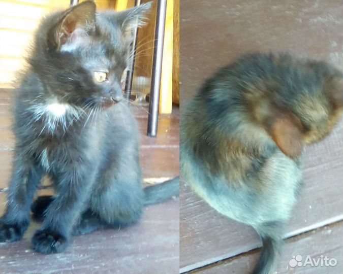 Отдам котят в добрые руки