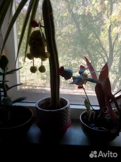 Комнатные растения цветы