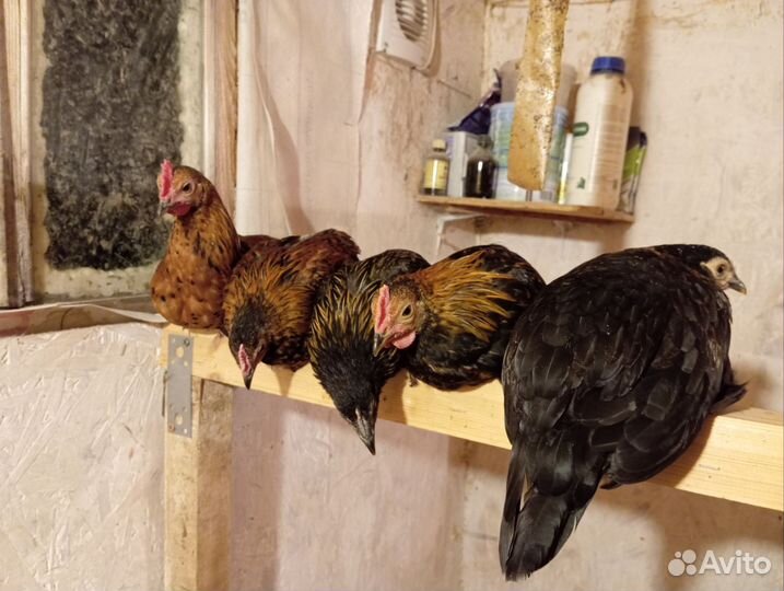 Карликовые куры бентамки