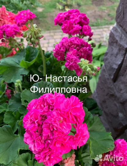 Пеларгония герань