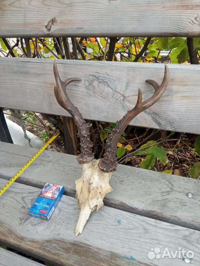 Имитация рогов косули