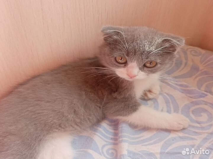 Вислоухие котята