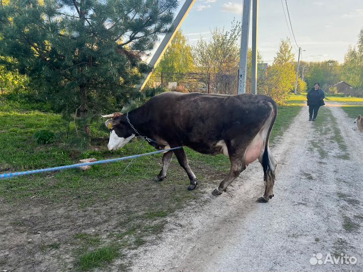 Телочка джерси