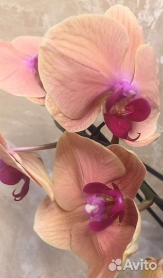 Орхидея фаленопсис Caribbean Dream