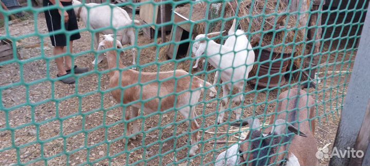 Англо нубийские козы дойные