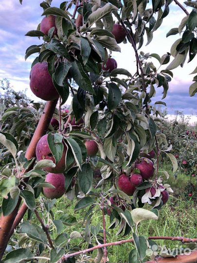 Яблоки Вильямс