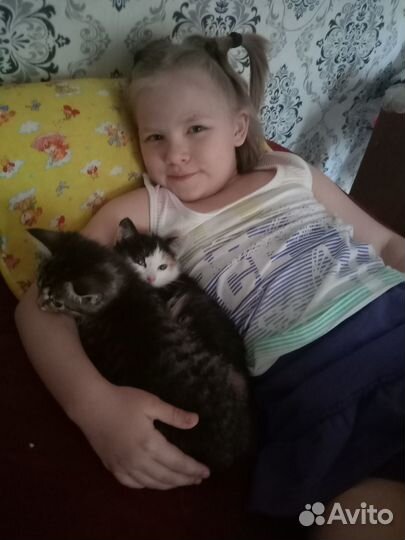Котята ищут дом